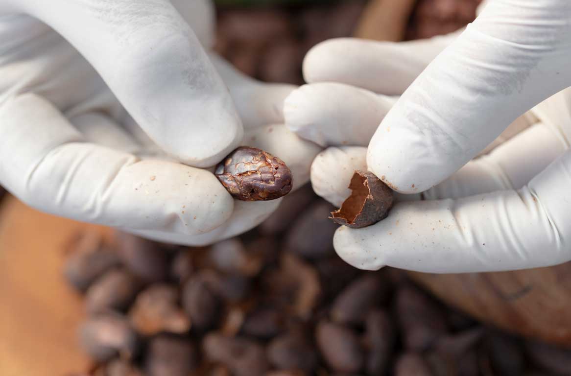 confectionery cocoa bean